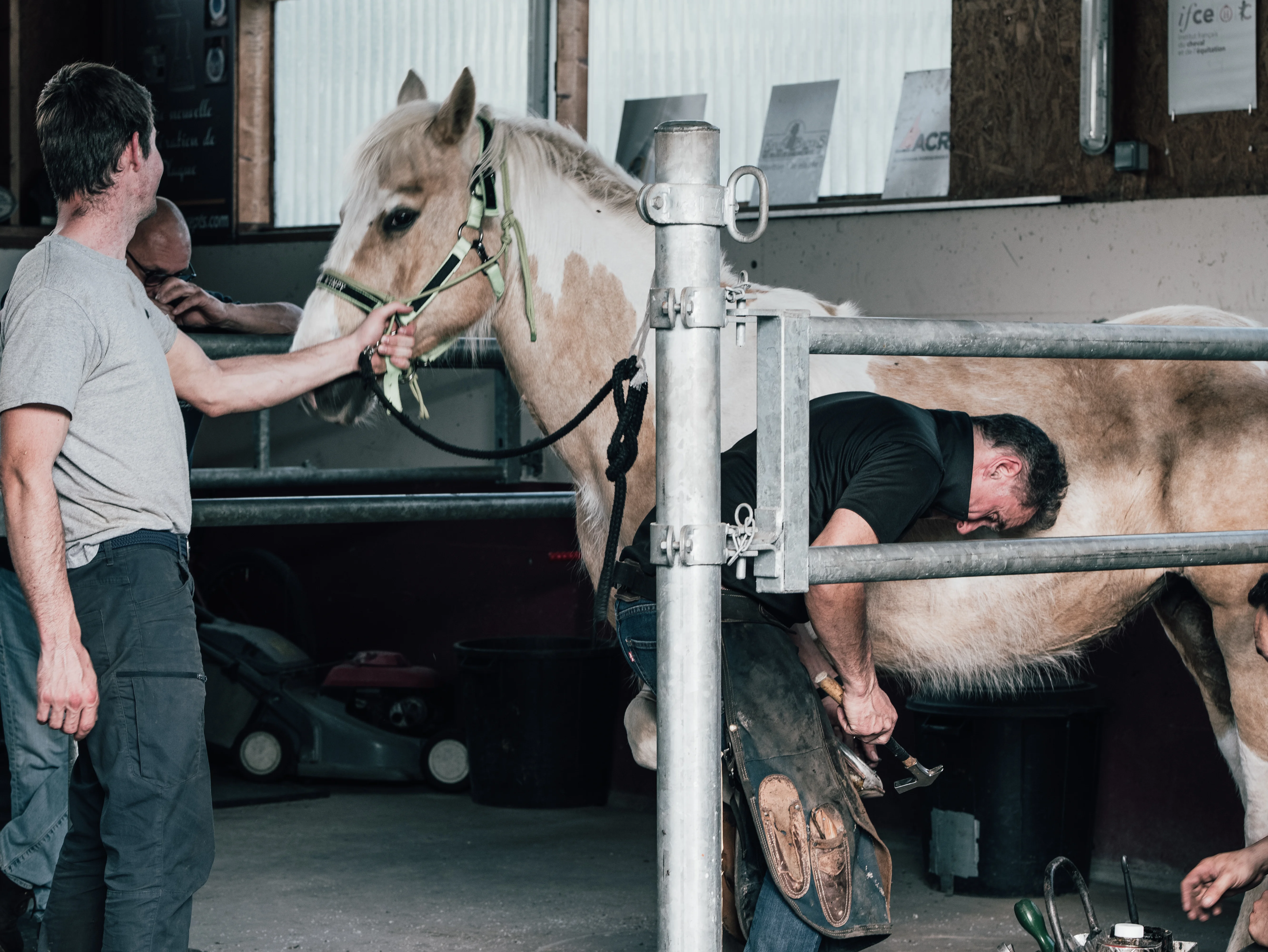 Soin du sabot d'un cheval